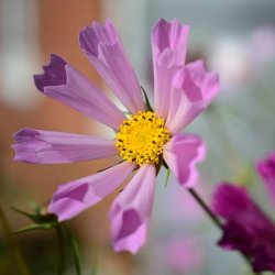Cosmos 'Sea Shells' Mix - XL