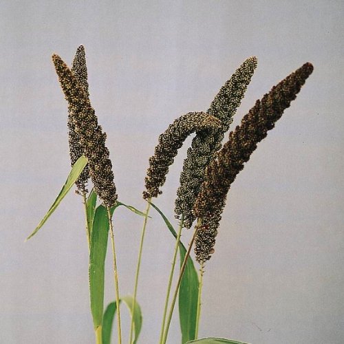Setaria italica Max - Prydgræsser - Spirekassen ApS