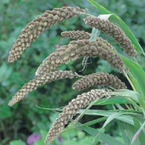 Setaria 'Hylander'