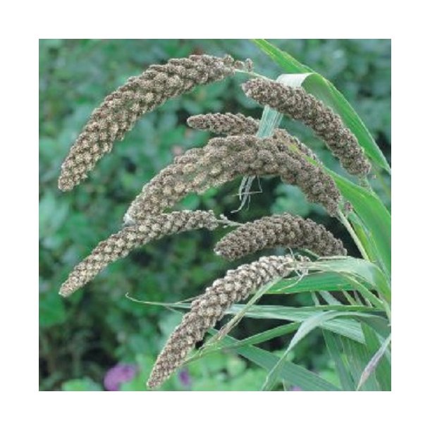 Setaria 'Hylander'