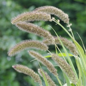 Setaria 'Lowlander'