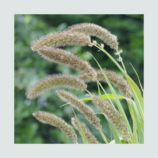 Setaria 'Lowlander'