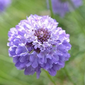 Enkeblomst 'Oxford Blue'