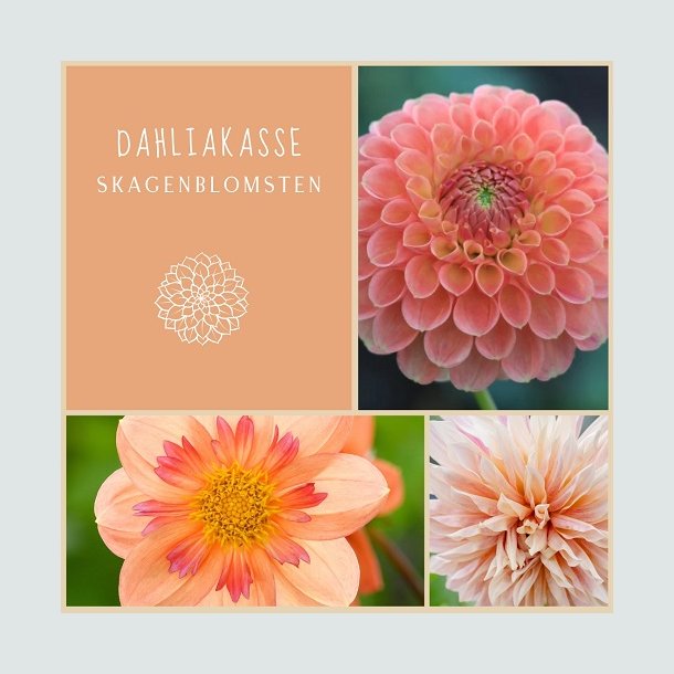 Dahliakasse  SkagenBlomsten