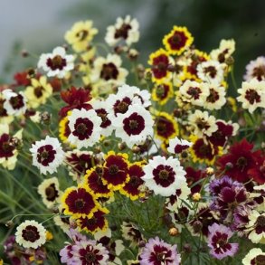 Sknhedsje 'Incredible Tall Mix'