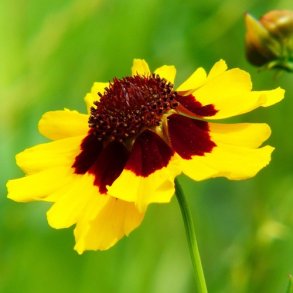 Sknhedsje - kologisk