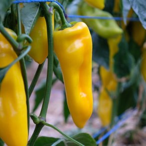 Peber 'Oro' - kologisk