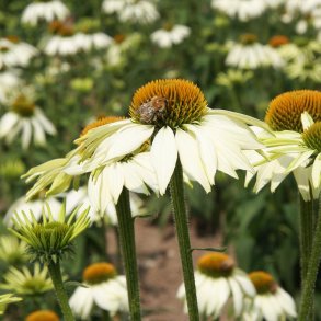  Purpursolhat 'White Swan' - �kologisk