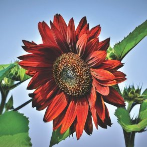 Solsikke 'Crimson  Queen'