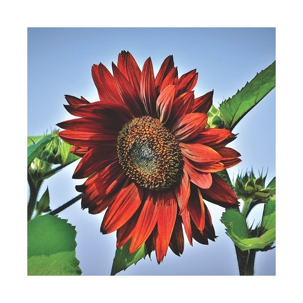 Solsikke 'Crimson  Queen'