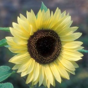 Solsikke 'Moonshine'