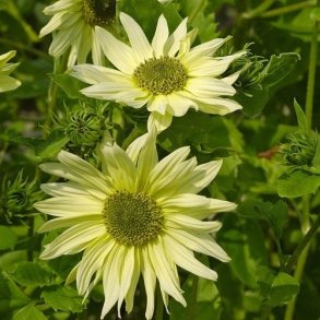 Solsikke 'Italian Green Heart' - XL