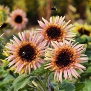 Solsikke 'Astra Rose' F1