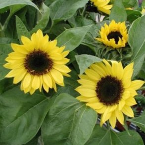 Solsikke 'Sunrich Lemon' F1