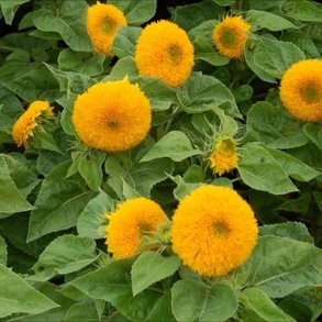 Solsikke 'Teddy Bear'