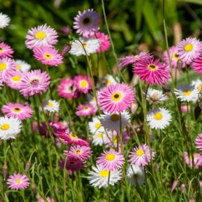 Solvinge 'Red Bonnie' - kologisk