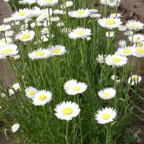 Solvinge 'Pierrot White'