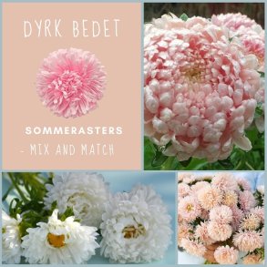 Sommerasters - mix and match
