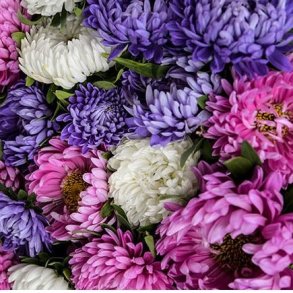 Sommerasters 'Paeony Mix' 