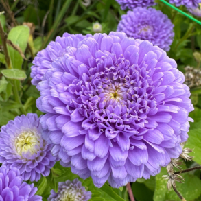 Sommerasters 'Pompon Light Blue' - XL