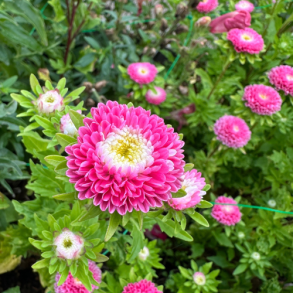 Sommerasters 'Pompon Supreme Pink' - XL