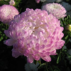Sommerasters 'King Size Silver Rose' - XL