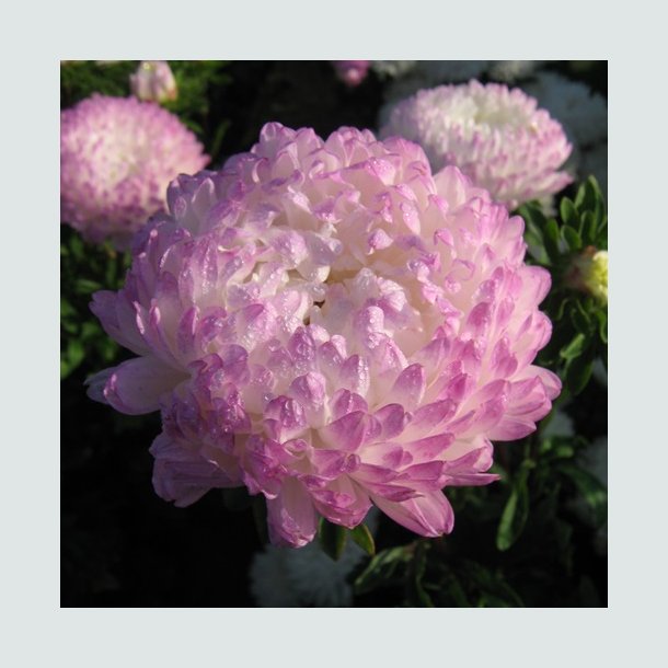 Sommerasters 'King Size Silver Rose' - XL