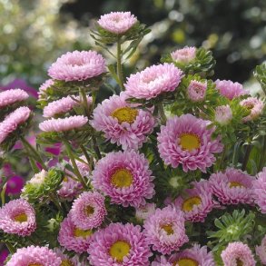 Sommerasters 'Matsumoto Pink' 
