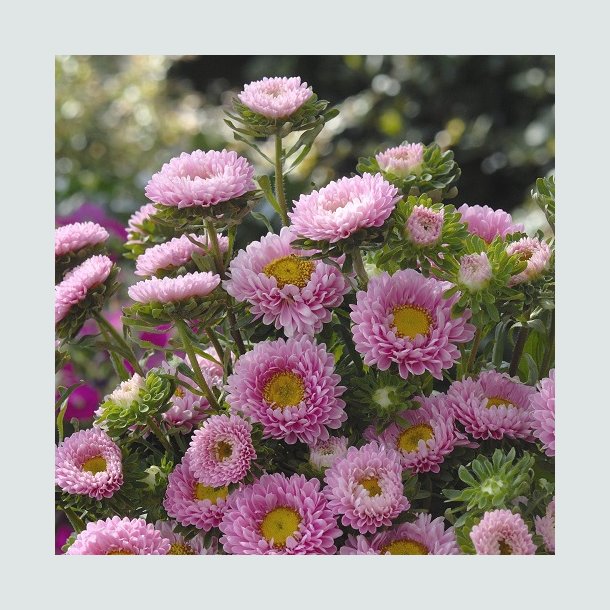 Sommerasters 'Matsumoto Pink' 