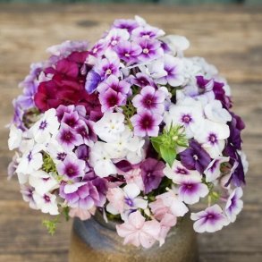 Sommerfloks 'Fairytale Magic' - kologisk