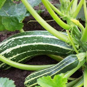 Sommersquash 'Striato Italia' - kologisk