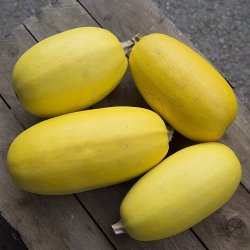 Spagettisquash - �kologisk