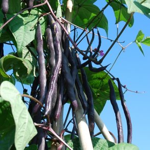 Stangbnne 'Blauhilde' - kologisk