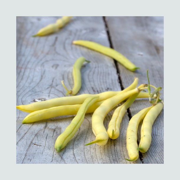 Stangb�nne 'Neckargold' - �kologisk