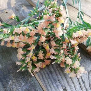  Statice 'Qis Apricot'