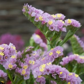 Statice 'Forever Happy'