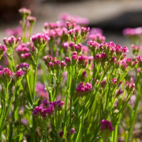 Statice 'Purple Monarch'