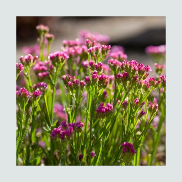 Statice 'Purple Monarch'