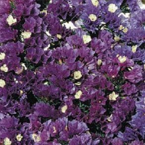 Statice 'Qis Purple Attraction'