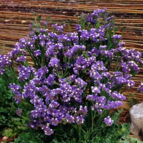Statice 'Forever Blue'