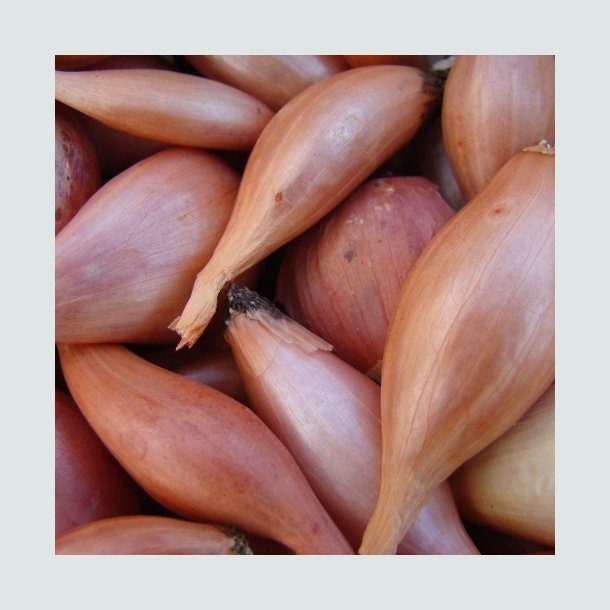 Stikl�g Bananskalotte  'Longor'