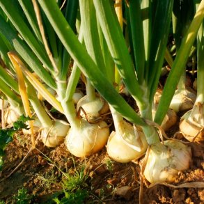 Stikl�g 'Stuttgarter Riesen' - �kologisk