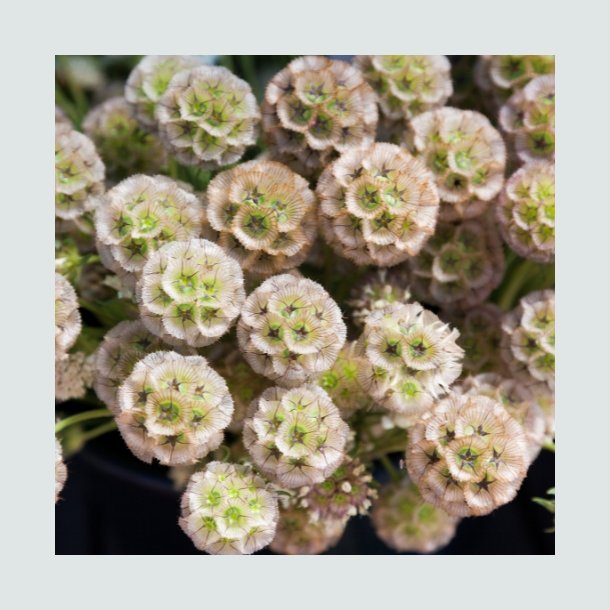 Stjerneskabiose - kologisk