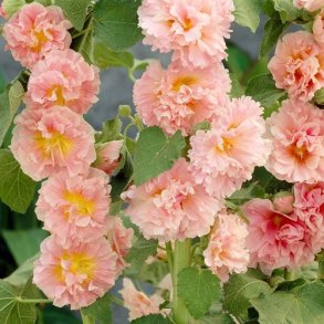 Stokrose 'Chater's Chamois'  - XL