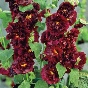 Stokrose 'Chater's Maroon'  