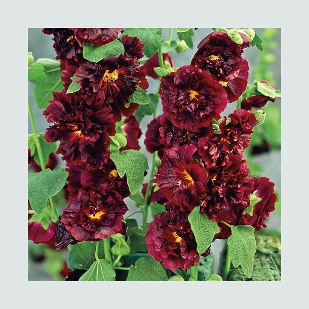 Stokrose 'Chater's Maroon'  