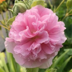 Stokrose 'Chater's Light Rose'  - XL