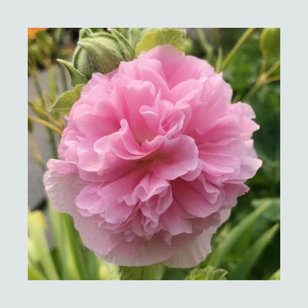 Stokrose 'Chater's Light Rose'  - XL