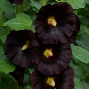 Stokrose 'Jet Black'  
