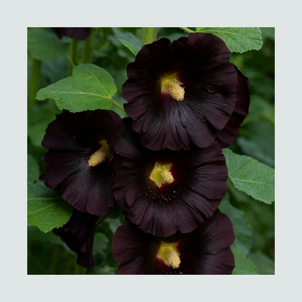 Stokrose 'Jet Black'  
